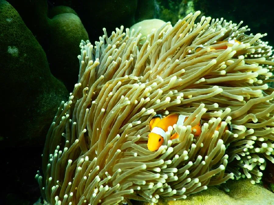 A clownfish among anemone tentacles while snorkeling the shallows off Pulau Pahawang